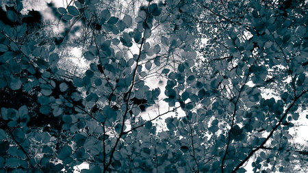 Branches of autumnal trees as nature background. Golden autumn, copy space. BW abstract filter toned.の写真素材
