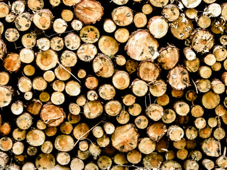 Wood beams as nature background. Nature and environmental conservation concept. Copy space.の写真素材