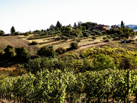 Landscape of the Tuscan vineyards, Chianti region, Italy. Nature and agriculture concept. Holidays in Italy. Copy space.の写真素材