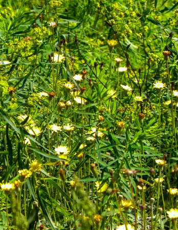 Wild medow flowers as a natural background. Copy space.の写真素材