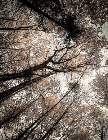Trees of autumnal forest as nature background. Golden autumn, copy space. BW filter tonedの写真素材