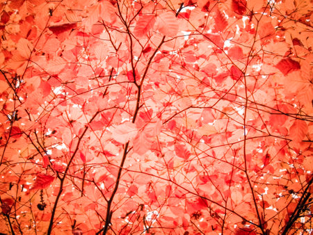 Branches of autumnal trees as nature background. Golden autumn, copy space. Red abstract filter toned.の写真素材
