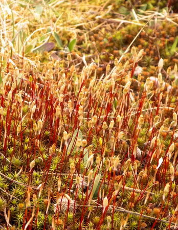 Close-up of forest moss and lichen. The beauty of nature as a background.の写真素材