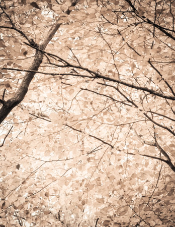 Branches of autumnal trees as nature background. Golden autumn, copy space. BW abstract filter toned.の写真素材