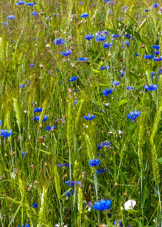Meadow with iris flowers as nature background. Summer nature concept.の写真素材