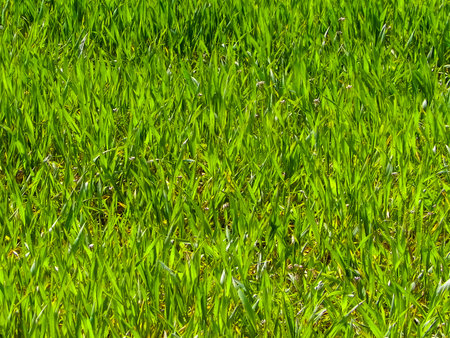 Close up of green grass as nature background. Copy spaceの写真素材