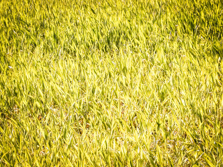 Close up of green grass as nature background. Copy spaceの写真素材