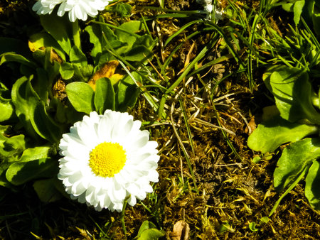 Close up of blooming flowers in summer.の写真素材
