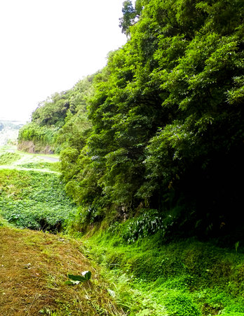 Wild, tropical forest on Sao Miguel Island. Azores.の写真素材