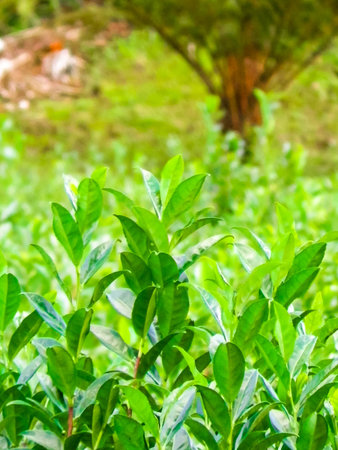 Close up of green tea leaves as nature background. Tea plantation, Azores. Copy space, toned image.の写真素材