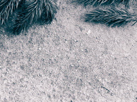 Spruce branch on the sand. Nature background. Copy spaceの写真素材