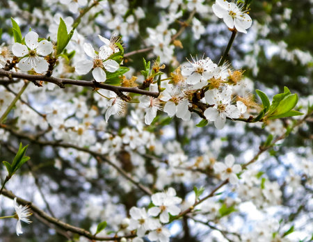 Blooming mirabelle tree in summer. Close up of blooming mirabelle tree flowers.の写真素材