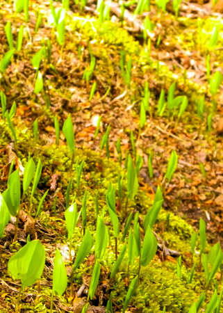 Summer waking up nature. Green plants growing in summer forest.の写真素材