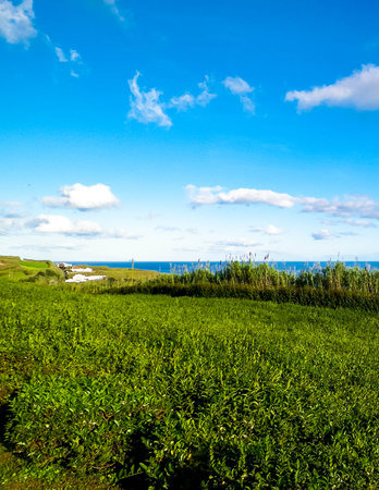 Landscape of tea plantation in Porto Formoso and atlantic ocean in the background.の写真素材