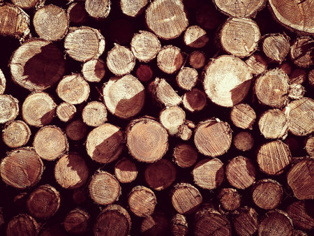 Wooden beams as nature background. Forest clearance concept.の写真素材