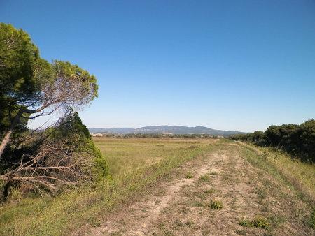 Tuscany, view of meadow and Apennines in the background. Summer in Tuscany, Italy.の写真素材