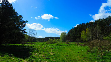 Wild, green meadow in forest. Natural beauty of Kashubia region in Poland.の写真素材