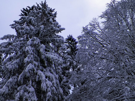 Winter in the forest. Snow on trees. Northern Poland.の写真素材