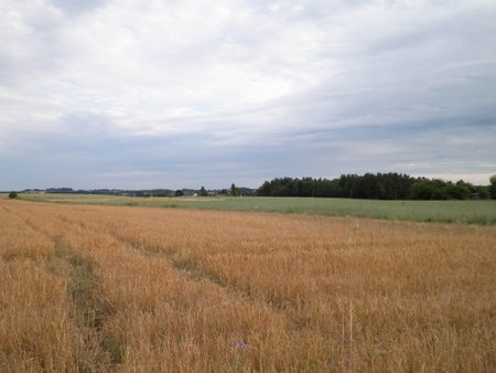 A field in Kashubia. Agriculture concept. Northern Poland.の写真素材