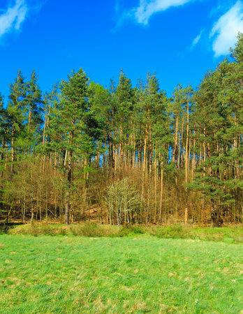 Wild, green meadow in forest. Natural beauty of Kashubia region in Poland.の写真素材