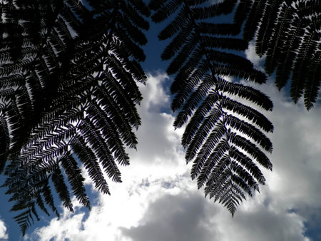Palm leaves as a natural background. Copy space.の写真素材