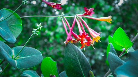 Close up of pink honeysuckle (Lonicera L.) flowers. Polish nature in summer, floral and gardening concept.の写真素材