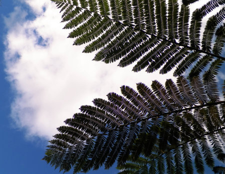 Palm leaves as a natural background. Copy space.の写真素材