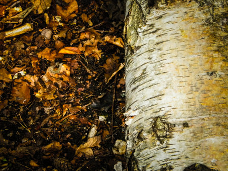 Forest nature - a cut birch as a nature background. Nature and environmental conservation, copy space.の写真素材