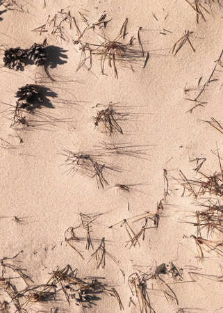Cones and sand as a natural background. Copy space.の写真素材