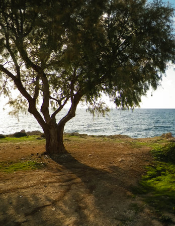 Coastal area in Cyprus near Coral Bay. Pure nature.の写真素材