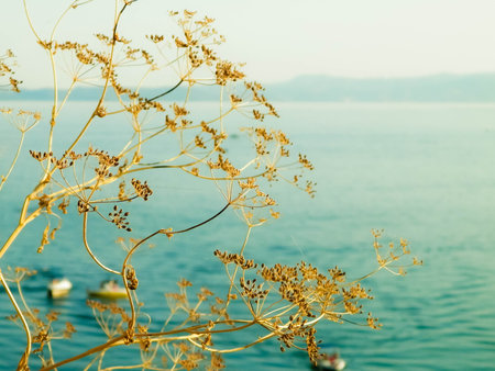 Close up of dried plant and beautiful water of Ochrid Lake, Macedonia. Balkan nature and travel concept.の写真素材