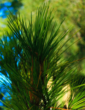 Close up of pine tree branch. Nature detail.