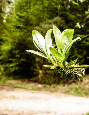 Close up of spring, blooming buds on the tree. Nature background.