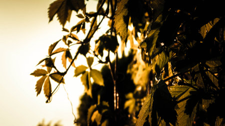 Sunset in the vineyard. Selective focus. Toned.の写真素材