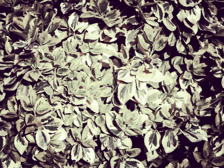 Euonymus fortunei leaves as nature background. Gardening concept. Copy space. Abstract filter toned.の写真素材