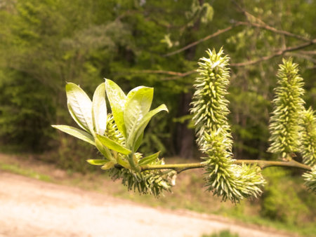 Buds on branch in early spring. Natural phenomenon.