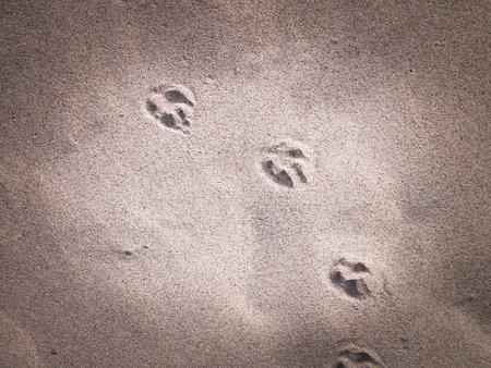 Paw prints on beach or desert. Natural background.の写真素材