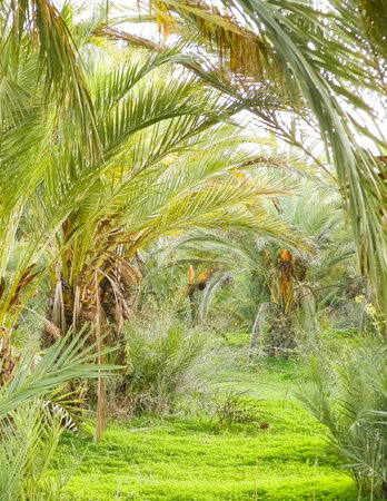 Date palm forest in Cyprus. tropical nature.の写真素材
