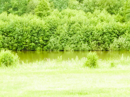 Little pond in front of forest. Beauty of summer nature in region. Northern Poland.の写真素材