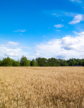 Kashubian field in late summer. Agriculture in northern Poland.の写真素材