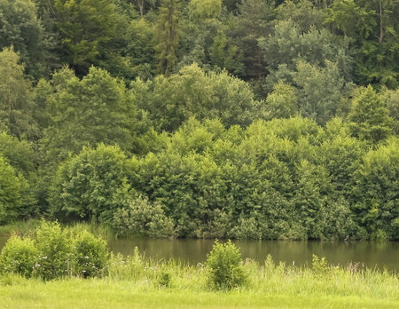 Little pond in front of forest. Beauty of summer nature in the region. Northern Poland.の写真素材