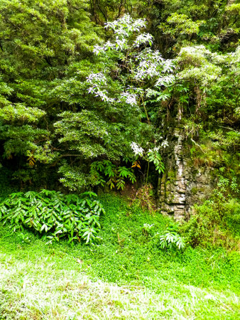 Wild, tropical forest on Sao Miguel Island. Azores.の写真素材