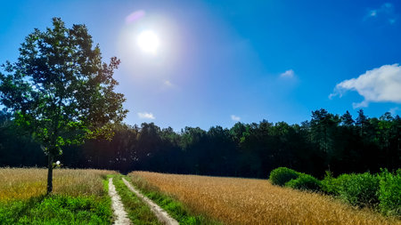 Road over field and forest in Kashubia. Beauty of summer nature of northern Poland.の写真素材