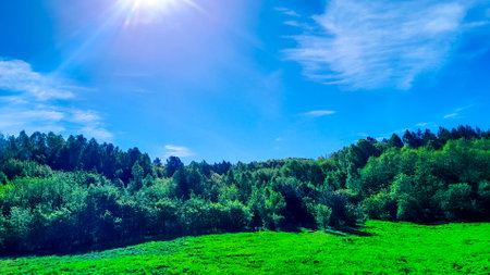 Idyllic view of meadow in center of forest. Green spring in northern Poland.の写真素材