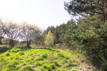 Idyllic green meadow in Northern Poland. Kashubia. Beauty of spring nature.の写真素材