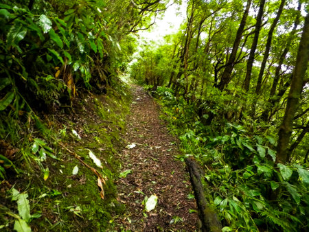 Beautiful nature of tropical forest on Sao Miguel island. Sao Miguel is the biggest island of the...