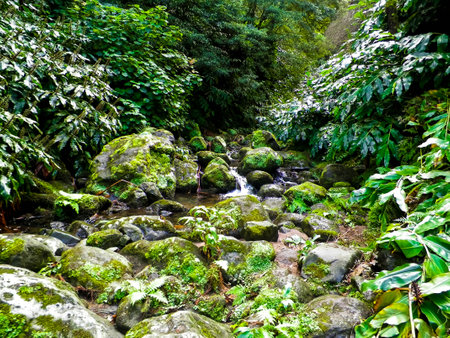 Little river in exotic forest. Azores Archipelago. Sao Miguel island.の写真素材