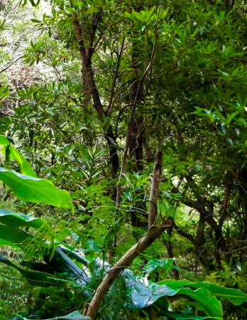 Beautiful nature of tropical forest on Sao Miguel island. Sao Miguel is the biggest island of the Azores archipelago.の写真素材
