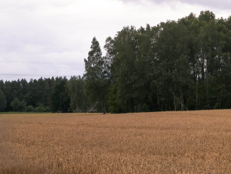 Cloudy sky over field in Kashubia. Incoming rain.の写真素材