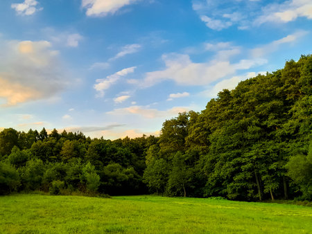 Idyllic view of meadow in center of forest. Green spring in northern Poland.